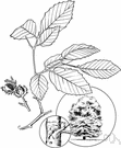 American beech - North American forest tree with light green leaves and edible nuts