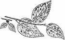 Planera - a deciduous tree of the family Ulmaceae that grows in the southeastern United States