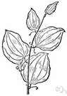 smilax - sometimes placed in Smilacaceae