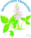 Menyanthes trifoliata - perennial plant of Europe and America having racemes of white or purplish flowers and intensely bitter trifoliate leaves