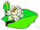 lily pad - floating leaves of a water lily