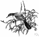 genus Polioptila - New World gnatcatchers