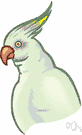 sulphur-crested cockatoo - white cockatoo with a yellow erectile crest