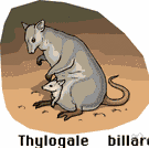 pademelon - small reddish-brown wallabies of scrubby areas of Australia and New Guinea