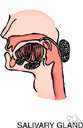 preen gland