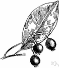 Gaylussacia frondosa - huckleberry of the eastern United States with pink flowers and sweet blue fruit Gaylussacia frondosa - huckleberry of the eastern United States with pink flowers and sweet blue fruit