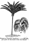 bahia coquilla - Brazilian palm yielding fibers used in making ropes, mats, and brushes