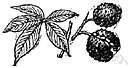 Malpighia - type genus of the Malpighiaceae