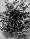 satsuma tree - a variety of mandarin orange