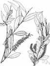 almond-leaves willow - willow of the western United States with leaves like those of peach or almond trees almond-leaves willow - willow of the western United States with leaves like those of peach or almond trees