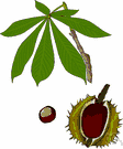 genus Aesculus - deciduous trees or some shrubs of North America
