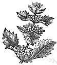 white horehound - European aromatic herb with hairy leaves and numerous white flowers in axillary cymes
