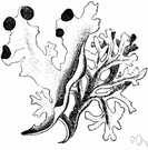 Iceland lichen - lichen with branched flattened partly erect thallus that grows in mountainous and Arctic regions