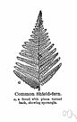 shield fern - any of various ferns of the genera Dryopteris or Polystichum or Lastreopsis having somewhat shield-shaped coverings on the sori