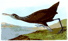 Aramus - genus of large brown long-billed wading birds found in warm swampy regions of the western hemisphere: courlan