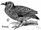 Turnix - type genus of the Turnicidae: button quail