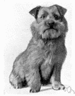 Norwich terrier - English breed of small short-legged terrier with a straight wiry red or grey or black-and-tan coat and erect ears