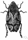 Aphrophora - a genus of Cercopidae