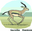 Thomson's gazelle - East African gazelle