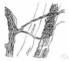 efferent nerve - a nerve that conveys impulses toward or to muscles or glands