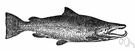 kippered herring - salted and smoked herring
