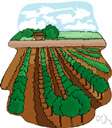 tree farm - a forest (or part of a forest) where trees are grown for commercial use