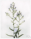 smooth aster - a variety of aster