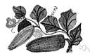 Momordica charantia - tropical Old World vine with yellow-orange fruit