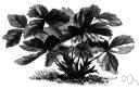 genus Aristotelia - small genus of shrubs or small trees of Australia and New Zealand and western South America
