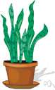 mother-in-law's tongue - stemless plant having narrow rigid leaves often cultivated as a houseplant