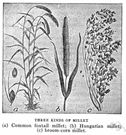 common broom - deciduous erect spreading broom native to western Europe