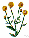 yellow bachelor's button - bog plant of pine barrens of southeastern United States having spikes of irregular yellow-orange flowers