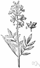 Dictamnus alba - Eurasian perennial herb with white flowers that emit flammable vapor in hot weather