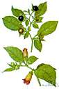 genus Atropa - belladonna