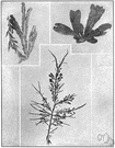 Fucus serratus - brown algae seaweed with serrated edges