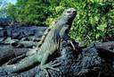 marine iguana - shore-dwelling seaweed-eating lizard of the Galapagos Islands