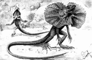 Chlamydosaurus kingi - large arboreal insectivorous Australian lizard with a ruff of skin around the neck