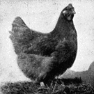Orpington - English breed of large chickens with white skin