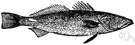Cynoscion regalis - food and game fish of North American coastal waters with a mouth from which hooks easily tear out
