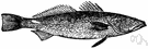 weakfish - food and game fish of North American coastal waters with a mouth from which hooks easily tear out