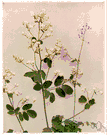 meadow rue - any of various herbs of the genus Thalictrum