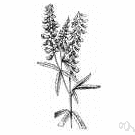 Melilotus officinalis - biennial yellow-flowered Eurasian plant having aromatic leaves used as carminative or flavoring agent