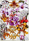 aerides - any orchid of the genus Aerides