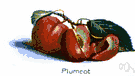 plumcot tree - hybrid produced by crossing Prunus domestica and Prunus armeniaca