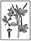 mahogany family - tropical trees and shrubs including many important timber and ornamental trees
