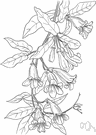 trumpet flower - woody flowering vine of southern United States