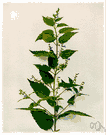 blue pimpernel - an American mint that yields a resinous exudate used especially formerly as an antispasmodic