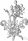 bastard pennyroyal - aromatic plant of the eastern United States