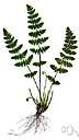 Alpine woodsia