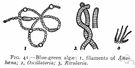 Monera - prokaryotic bacteria and blue-green algae and various primitive pathogens